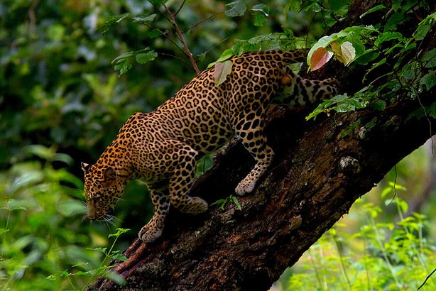 wildlife safari in india tour