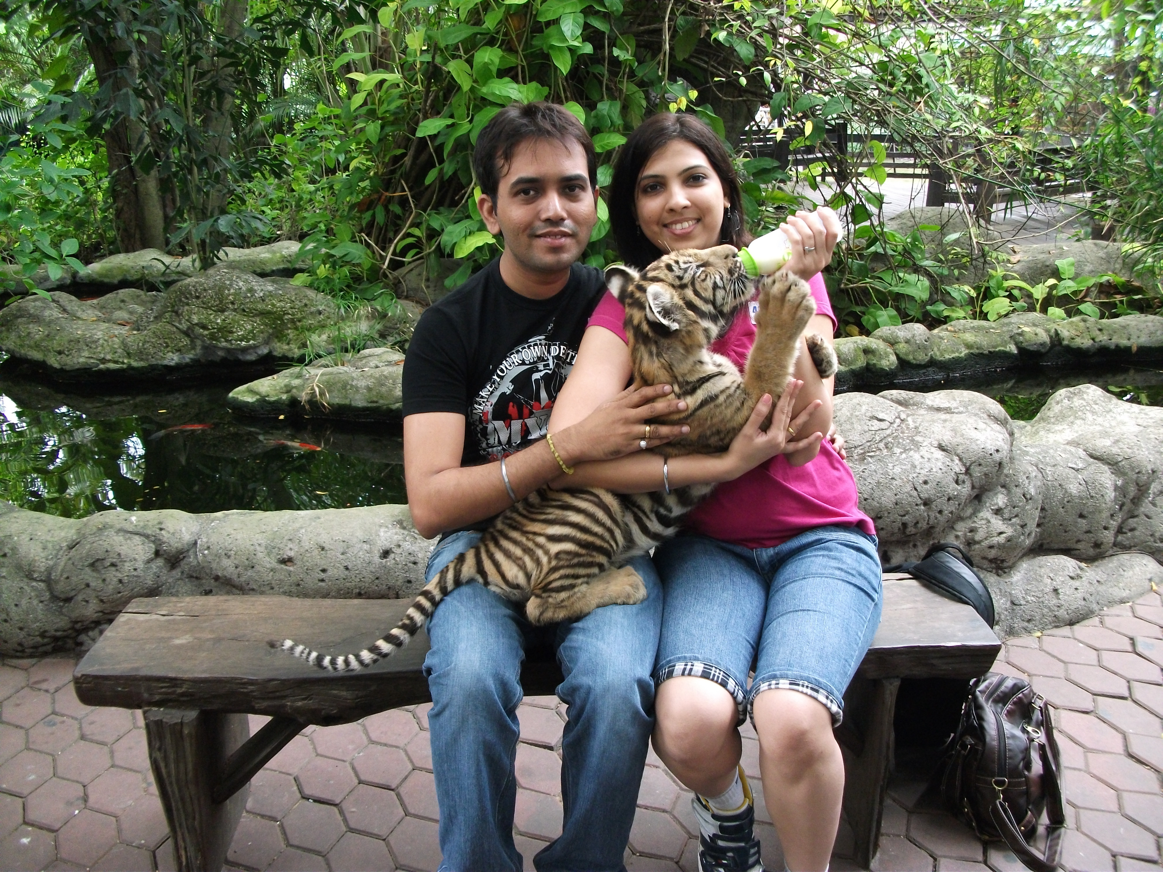 tiger safari