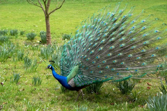 ranthambore national park