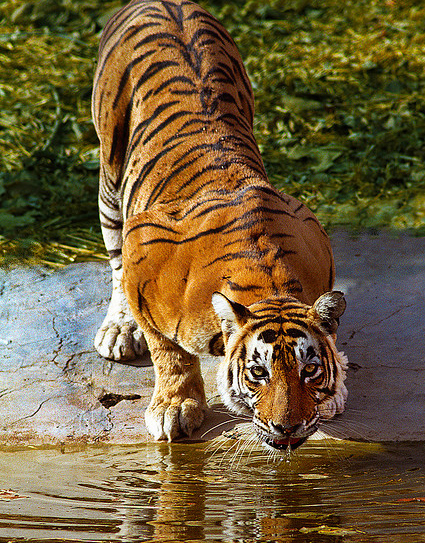 tiger safari